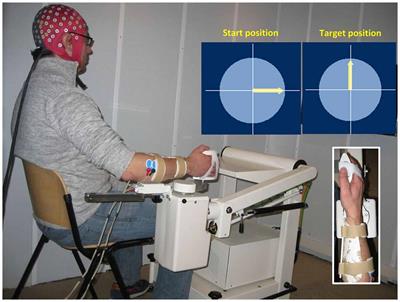 Nonlinear Coupling between Cortical Oscillations and Muscle Activity during Isotonic Wrist Flexion